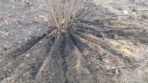 размножение фундука отводками