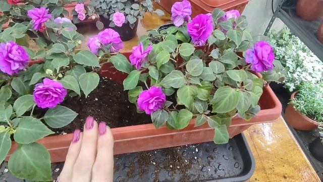 Высаживаю бальзамины на пмж. Ньансы правильной переса