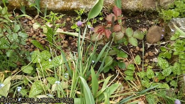 Мои цветы в июне 2025 года