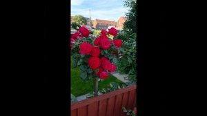 Компактная роза Dominica на штамбе