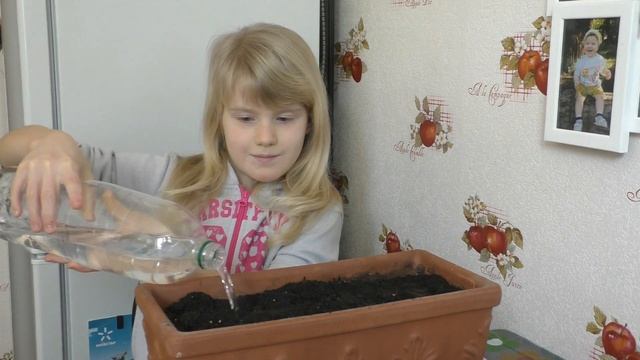 София вырастила помидоры на балконе - ОГРОМНЫЕ кусты! ?