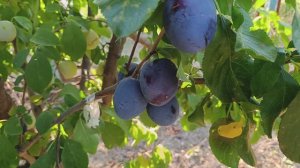 Слива Топ-Гигант.