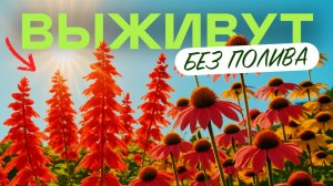 Лучшие Многолетники Для Яркой Клумбы Без Забот