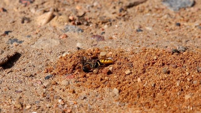 Пчелиные волки или филанты. Philanthus triangulum. Насекомые Бел смотреть онлайн