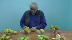 Зимние сорта груши