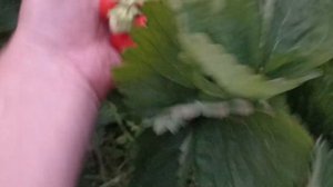 Обзор клубники Сенсация и Сибилла две вкусняшки