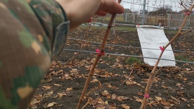 Обрезаю кусты винограда ОДНОЛЕТКИ (посажены осенью 2021 смотреть онлайн