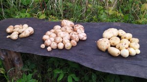 Выкопал Египетскую картошку из супермаркета, народный картофель Сынок и Лыковский