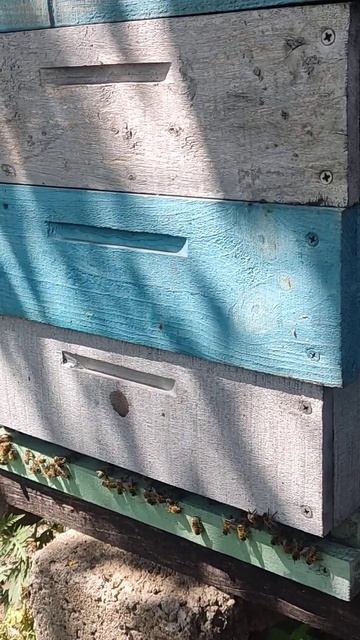 як перевірити наявність падевого меду #bee #бджоли