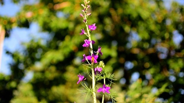 Коричневая бабочка на фиолетовых цветах дельфиниума. смотреть онлайн