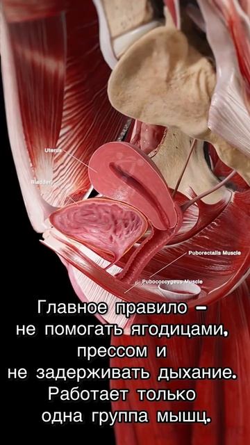 Интимный фитнес: секретный комплекс для мужчин и женщин смотреть онлайн