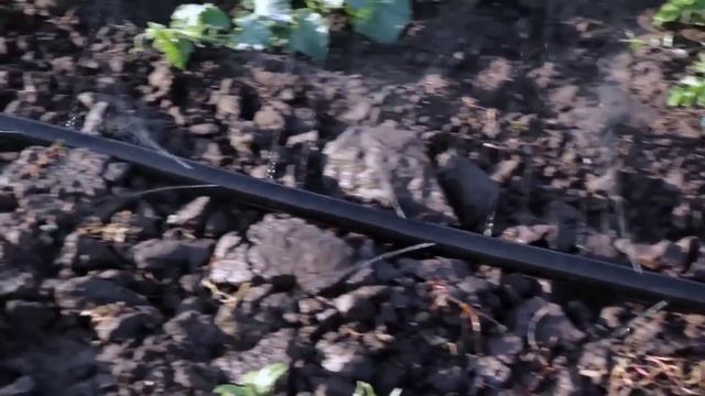 Система поливу Туман Golden Spray