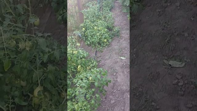 Томат Ріо Гранде стан на 13 серпня. Обробки, підживленн смотреть онлайн