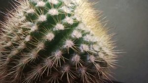 Почему вытягивается кактус? Уход за кактусами. Кактус?