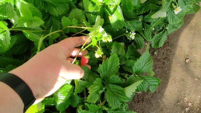 Ремонтантная земляника в теплице!