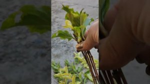 вейгела размножение черенками