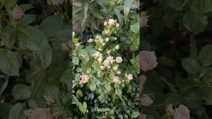 Большой обзор сортов спрей роз с названиями!!!!#flowers #garde