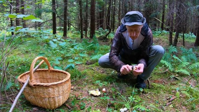 В ёлки за БЕЛЫМИ грибами! Два ельника Клинского района
