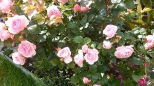 Розы.Имка Марина.Блаувестад.Мария Терезия.Букет Парфе