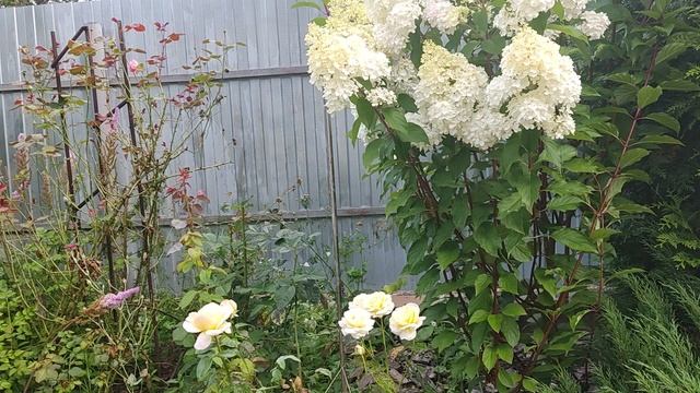 Гортензия Ванила фрайз. смотреть онлайн