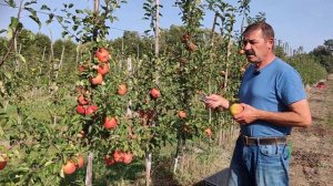 Знаменитый и всеми уважаемый сорт яблони Чемпион, мои