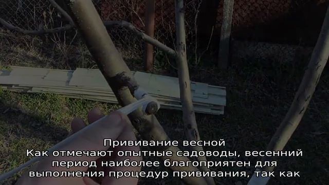 Как привить яблоню смотреть онлайн