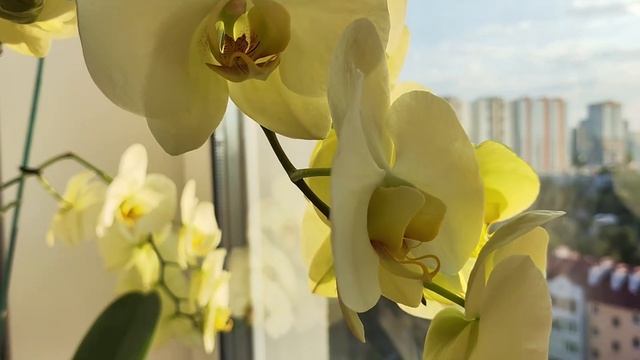 Орхидея зелёное яблоко, домашнее цветение смотреть онлайн