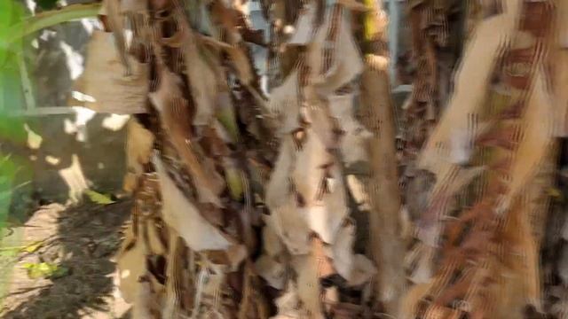 Банановая пальма. Как растут бананы смотреть онлайн