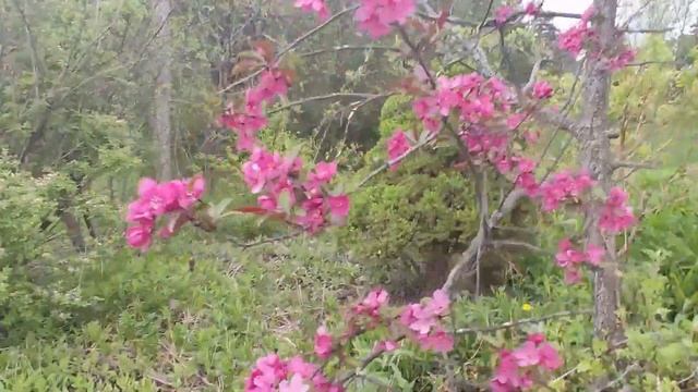 Цветение в мае смотреть онлайн