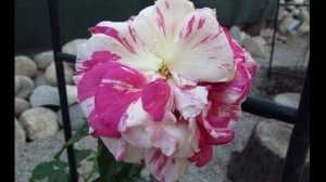 Розы Vanille Fraise