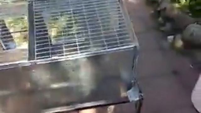 Сетчатые клетки Долматова (часть 2).