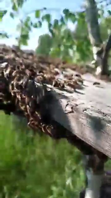 Простой способ собрать рой пчёл в улей #bee #honey #vlogger ##fun #