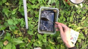 Уход и подкормки смородины, малины и крыжовника в авгу