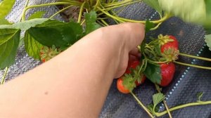 СКАЛА. Поздний сорт клубники со сладкой ягодой.