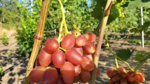 ГФ винограду ЯМАЙКА 🤠