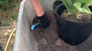 ХОСТЫ МОЖНО ВЫРАЩИВАТЬ ДАЖЕ В ГОРШКАХ