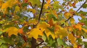 Тюльпановое дерево