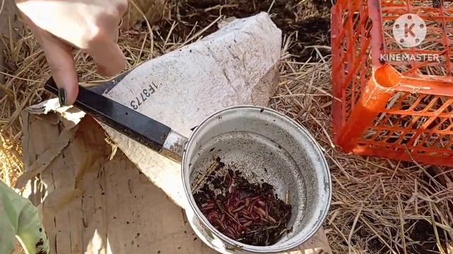 Переезд червя-Старателя в уличный бурт – Дети подземе