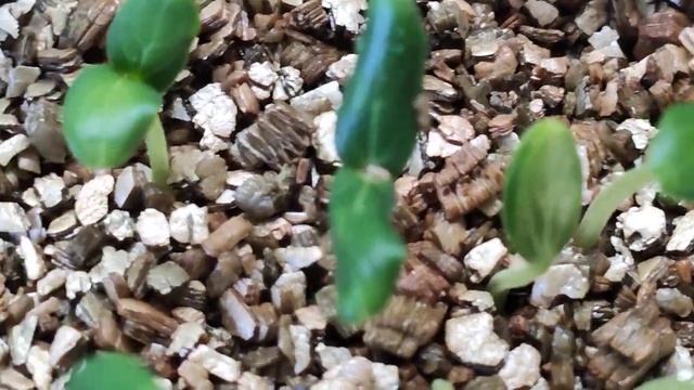 РАССАДА ОГУРЦОВ В ВЕРМИКУЛИТЕ