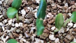 РАССАДА ОГУРЦОВ В ВЕРМИКУЛИТЕ