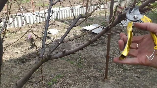 Весенняя обрезка персика смотреть онлайн