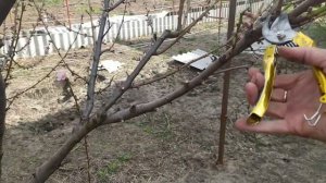 Весенняя обрезка персика