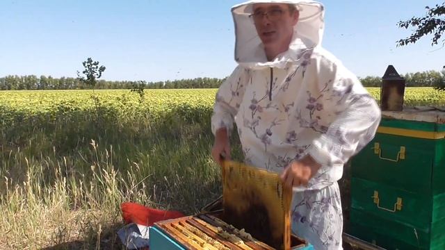 Мёд есть пчёл нет причина не достаточное количество п?