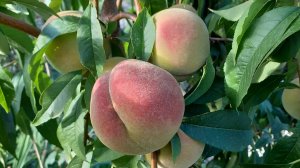 Персик Воронежский кустовой