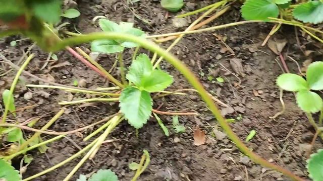 Как посадить клубнику осенью.