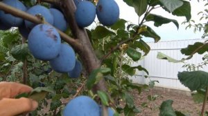 Поздняя слива ПРЕЗИДЕНТ