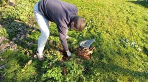 Корчевание пней аммиачной селитрой. Итог эксперимент?