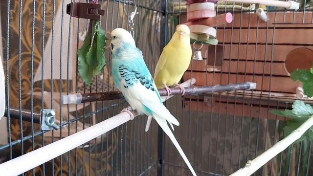 Волнистые попугайчики Гоша и Ксюша.Гоши нравится прыг