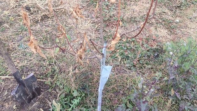 САЖЕНЦЫ ОТ " МИР САДОВОД." ОБЗОР, ПОСАДКА!!! смотреть онлайн