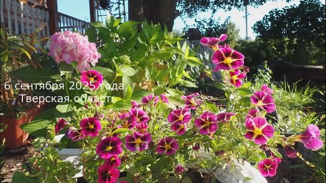 Цветы в сентябре, мы на даче 6-7 сентября 2025 года. #цветывсентябре, #какиецветывсентябре